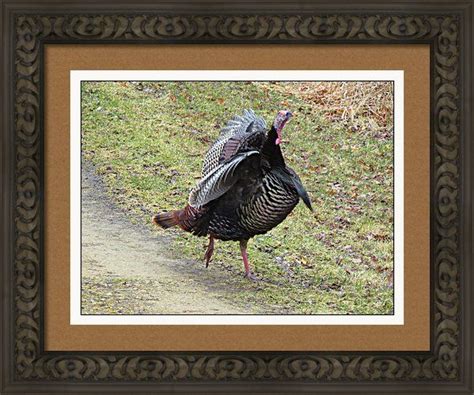 dancing wild turkey framed print by stephanie forrer harbridge framed prints frame fine art