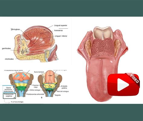 Anatomía Y Embriología De La Lengua Músculos Inervación E Irrigación Odontovida