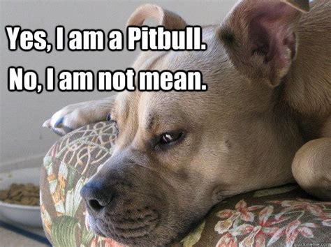 117 Best Pit Bull Memes Images On Pinterest Pit Bull