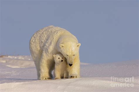 Polar Bear Mother And Cub Photograph By Steven Kazlowski Pixels