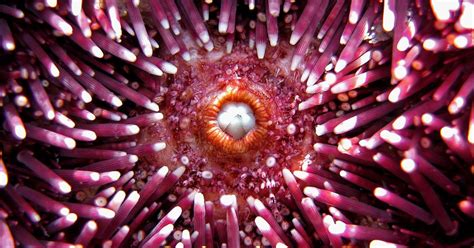 Pink Sea Urchins Have Self Sharpening Teeth Research News