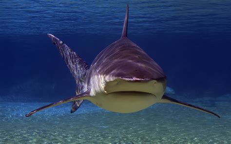 Bull Shark Shark Facts And Information