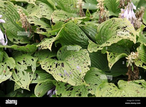 Damaged Hosta Leaves Hi Res Stock Photography And Images Alamy