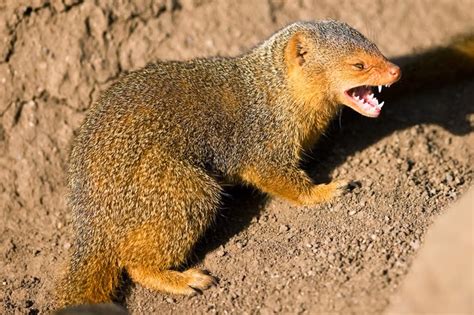 Mongoose Animals Interesting Facts And Latest Pictures The Wildlife