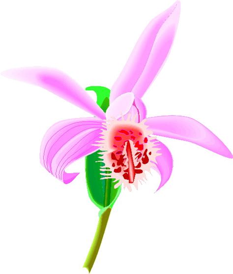 Orchids Animated Images S Pictures And Animations 100 Free