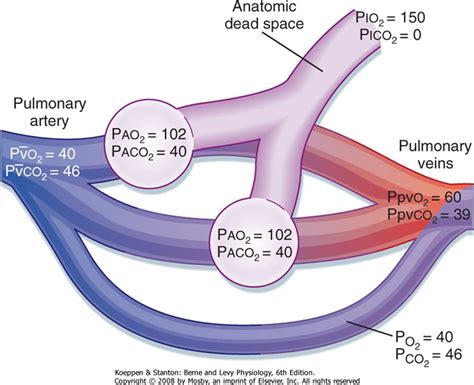 Ventilation V Perfusion Q And Vq Relationships Berne And Levy