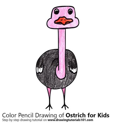 Learn How To Draw An Ostrich For Kids Animals For Kids Step By Step