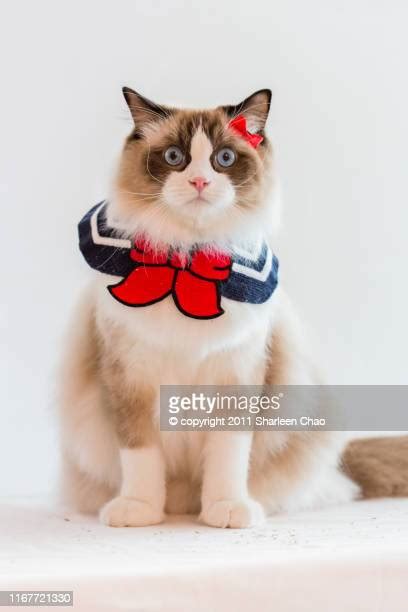 Rag Doll Costume Photos And Premium High Res Pictures Getty Images