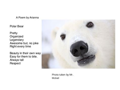 Polar Bear Poems