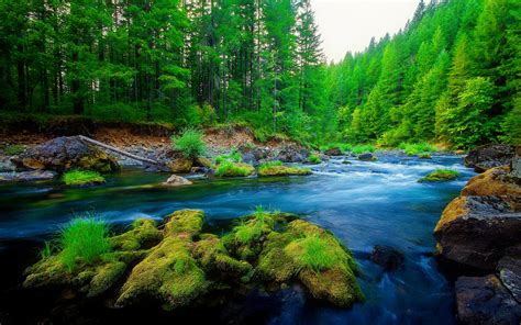 Green Forest Wallpaper Hdbody Of Waternaturenatural Landscapewater