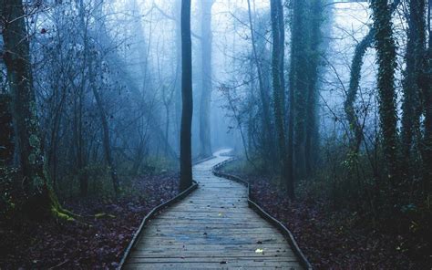 Footpath Trees Forest Fog Dawn Wallpaper Nature And Landscape