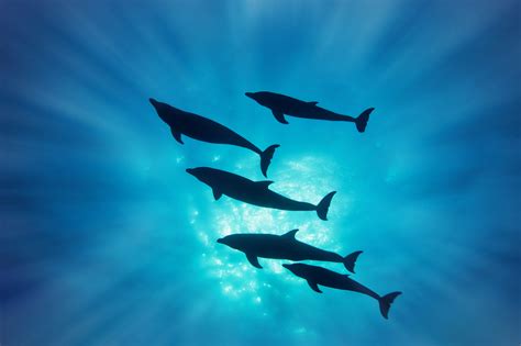 Pod Of Bottle Nose Dolphins By Tony Rath Photo 1032386 500px