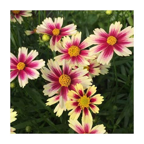 Coreopsis Lil Bang Candy Stripes Zone 5 Plants