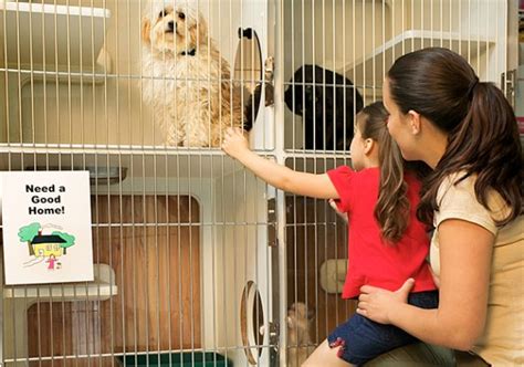 Top Three Reasons To Adopt A Shelter Dog Tips For Dog Owners Texvetpets