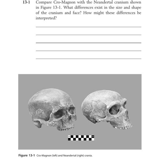 Solved 13 1 Compare Cro Magnon With The Neandertal Cranium Chegg