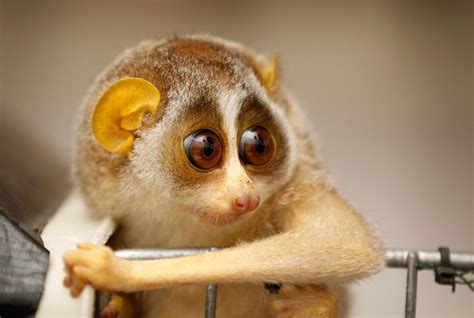 To See A Slow Loris Smile Dont Tickle It Leave It In The Wild Lifegate