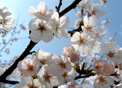 Cruzando Mundo Sakura Flor Da Cerejeira Japonesa