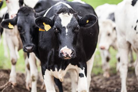 Optimise Fat In Dairy Herd Rations To Boost Yields