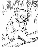 Coloring Pages Koala Bear Eucalyptus Tree Drawing Koalas Lion Color Line Outline Cub Wombat Animal Baby Bears Drawings Print Printable sketch template