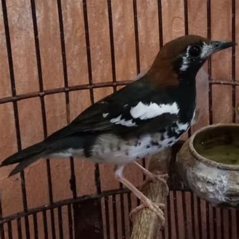 Suara burung decu kembang gacor merdu untuk masteran dan pancingan burung decu kembanh atau. Download Suara Anis Kembang Gacor Ngerol MP3