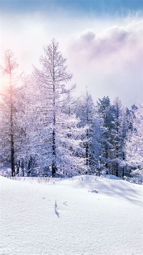 Wallpaper Forest Snow Winter Clouds 8k Nature 17356