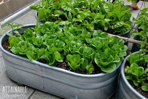 Growing Vegetables In Pots For Beginners Choosing The Right Containe