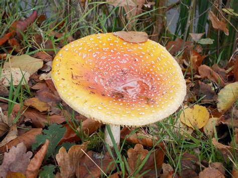 Autumn Mushroom Leaves Free Image On Pixabay