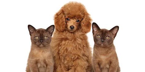 Please help to correct the texts: Ini 6 Jenis Anjing yang Bisa Akur dengan Kucing - PintarPet