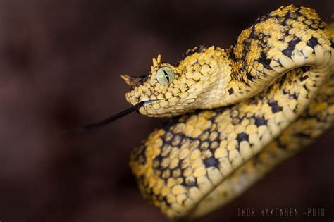 12 Different Species Of The Unique Bush Vipers Reptile World Facts
