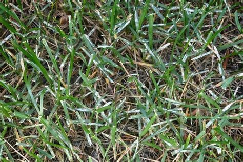 5 Lawn Diseases To Watch Out For Weed Control Lawn Care I Calgary
