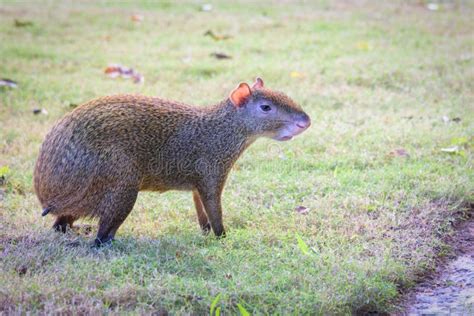 Agouti Agoutis Or Sereque Rodent On Green Grass Rodents Of The