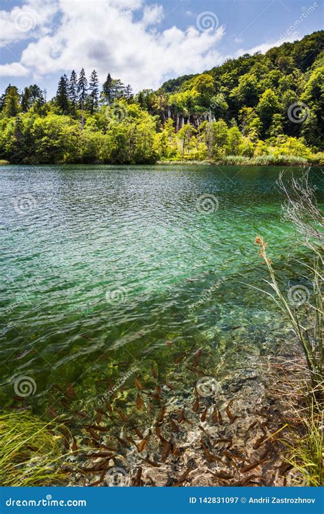 Wild Fish Swim In A Forest Lake With Waterfalls Plitvice National