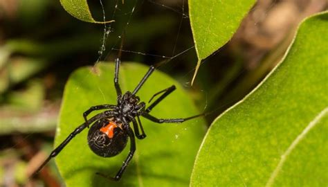 2 Signs Of Black Widow Spider Infestation That You Can Easily Ignore