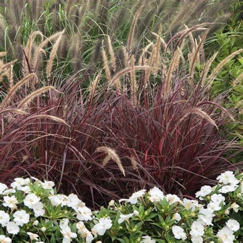 Pennisetum Setaceum Fireworks Variegated Red Fountain Grass From King