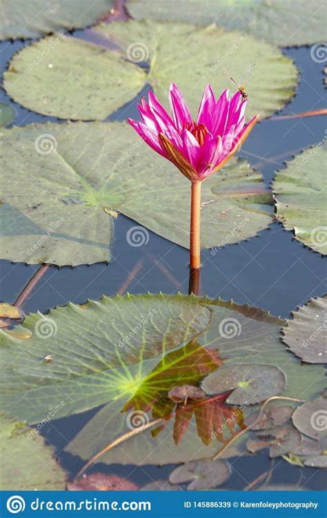 Dragonfly On Lotus Flower Stock Image Image Of Damselfly 145886339