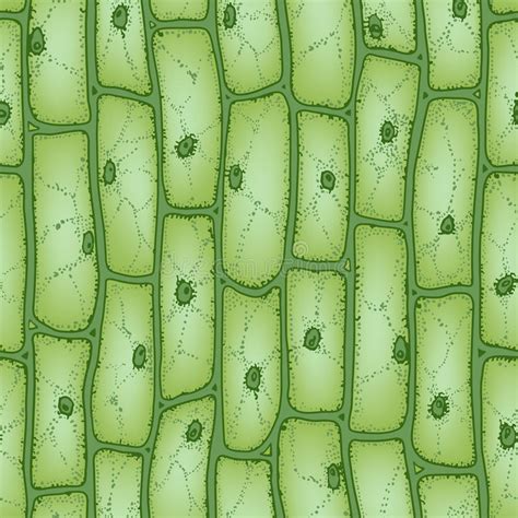 Plant Cell Pattern2 Stock Photo Image Of Discipline 49967766