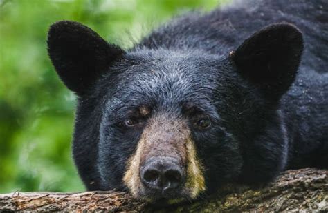 10 000 bildbanksfoton bilder och royaltyfria bilder med svartbjörn istock