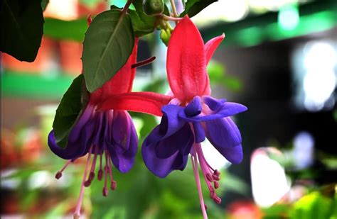 How To Grow Fuchsias In Pots Propagation Planting And Care