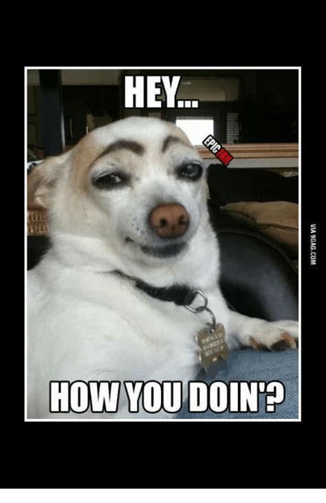 How do japanese chihuahuas say hello? 🅱️ 25+ Best Memes About Eyebrows on Dog | Eyebrows on Dog ...