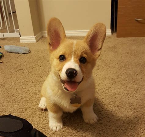 Hope you like our puppies compilation can we. We just adopted a Corgi puppy. Reddit, meet Myron! : aww