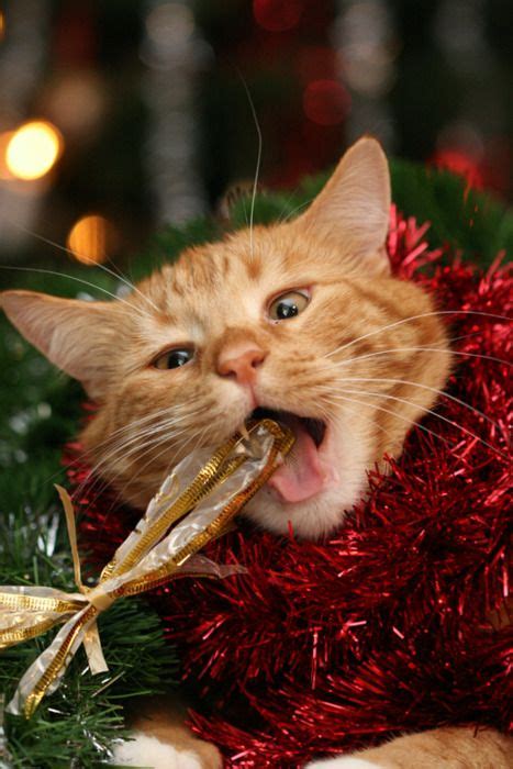 272 Best Images About ♦christmas Catskittens♦ On