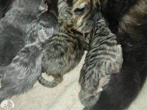 Grey And Tabby Kittens Ready 10 Th July In Ludlow Sy8 On Freeads