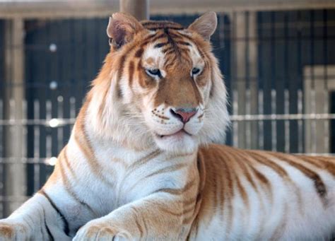 Differences Between The Bengal Tiger And The Siberian Tiger