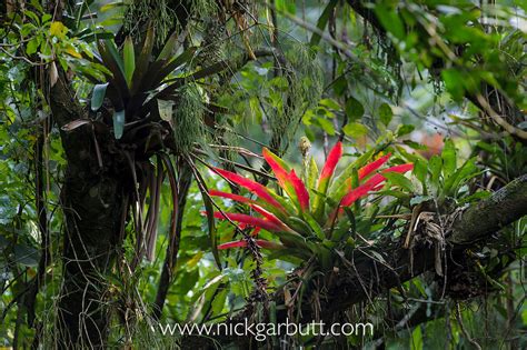 Bromeliad Epiphyte Atlantic Canopy Rainforest 5210 Nick Garbutt