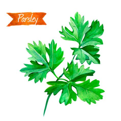 Parsley Illustrations Royalty Free Vector Graphics And Clip Art Istock