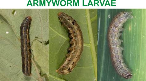 How Armyworm Damage Maize Plant And How To Control It The Most