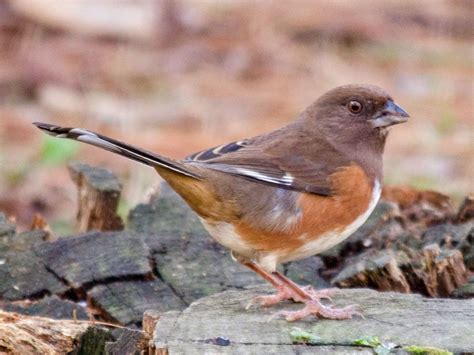 Female Eastern Towhee Pipilo Erythrophthalmus By Suzannecadwell