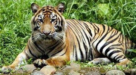 Sumatran Tiger Population Recovering Study World News The Indian