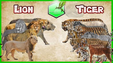 Lion Vs Tiger Comparison Size Lİvİng Extİnct Youtube