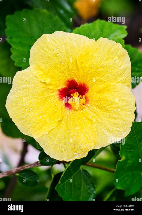 Hawaiian Hibiscus Yellow Hibiscus Hibiscus Brackenridgei State